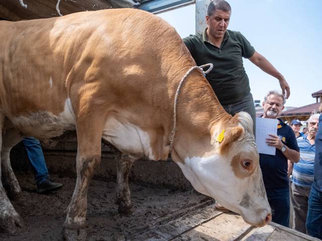 Gebe  Düve Bağışı