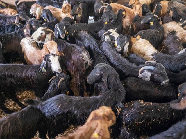 Yeni Can Yeni Yaşam Keçi Dağıtımı